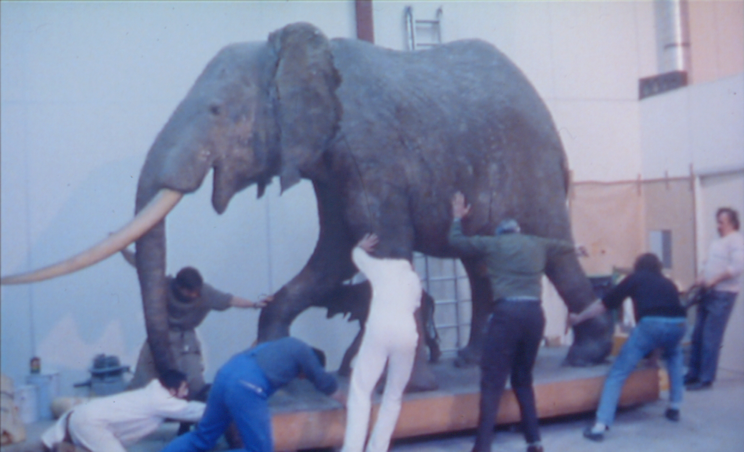Un Animal Des Animaux