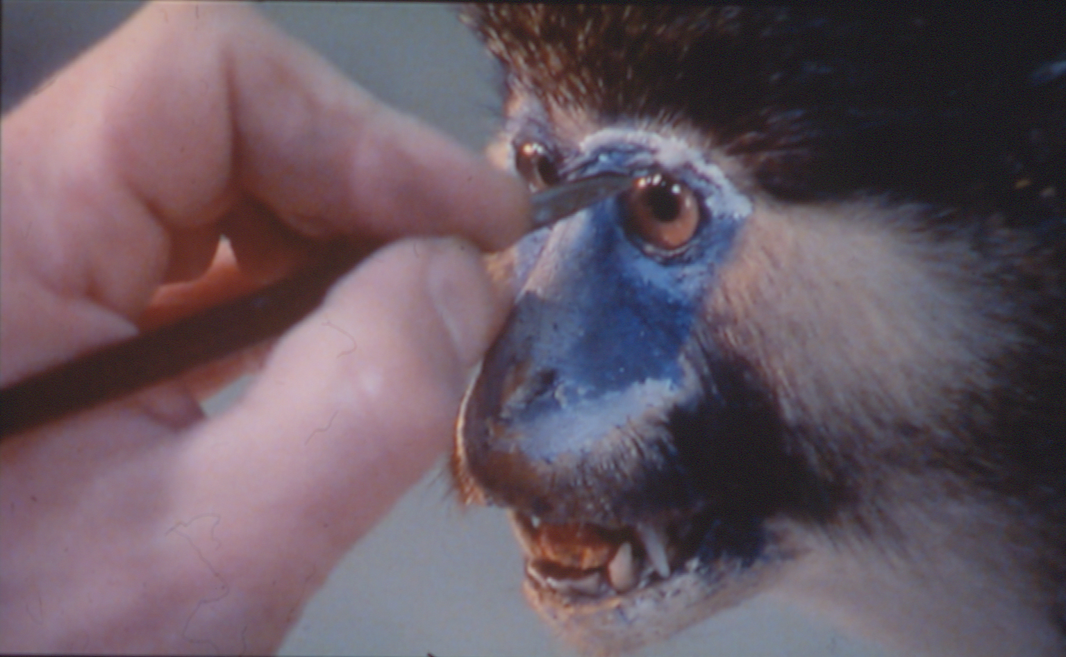 Un Animal Des Animaux