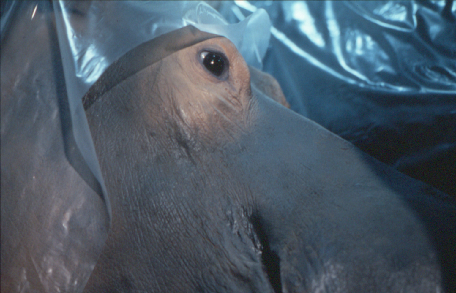Un Animal Des Animaux