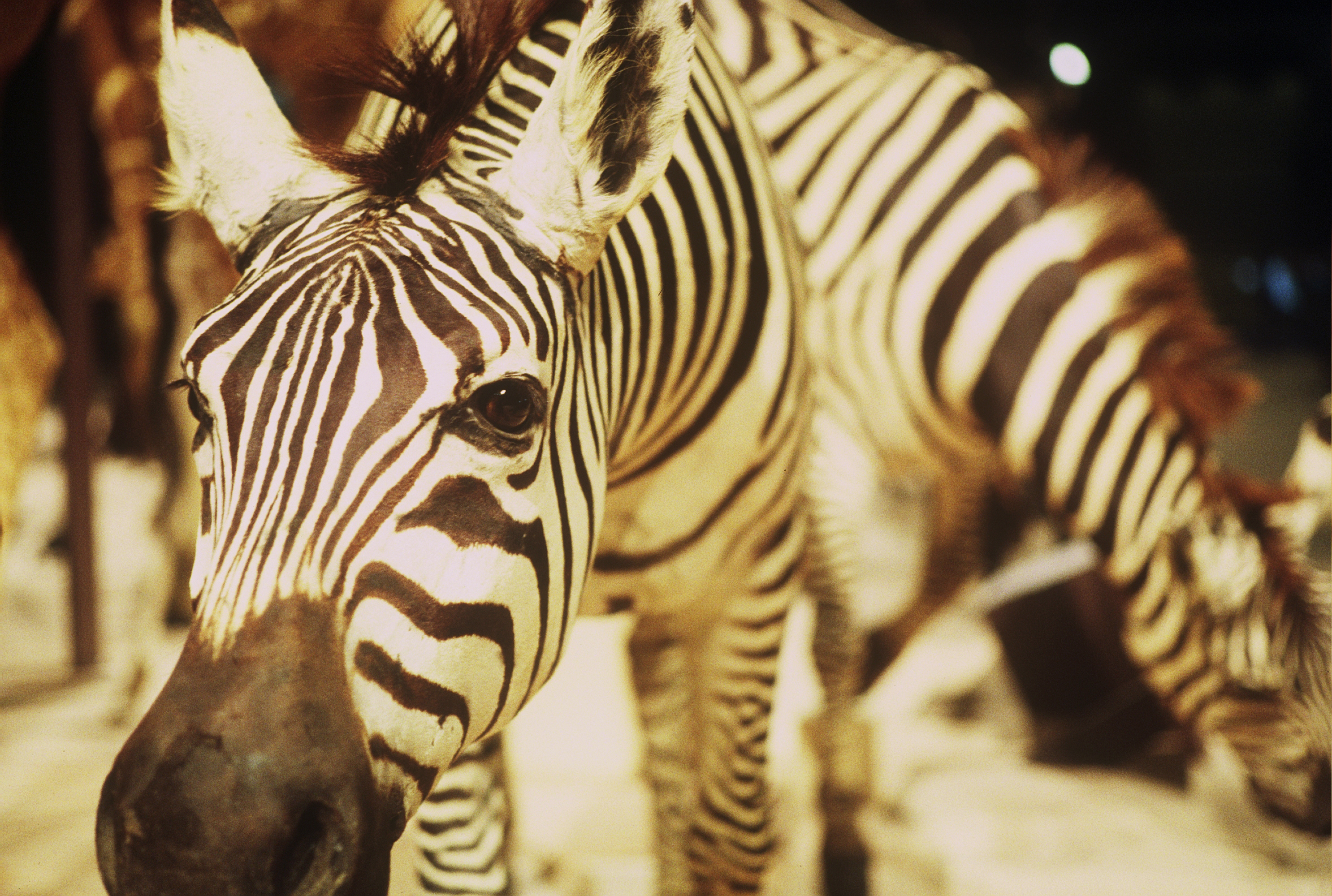 Un Animal Des Animaux