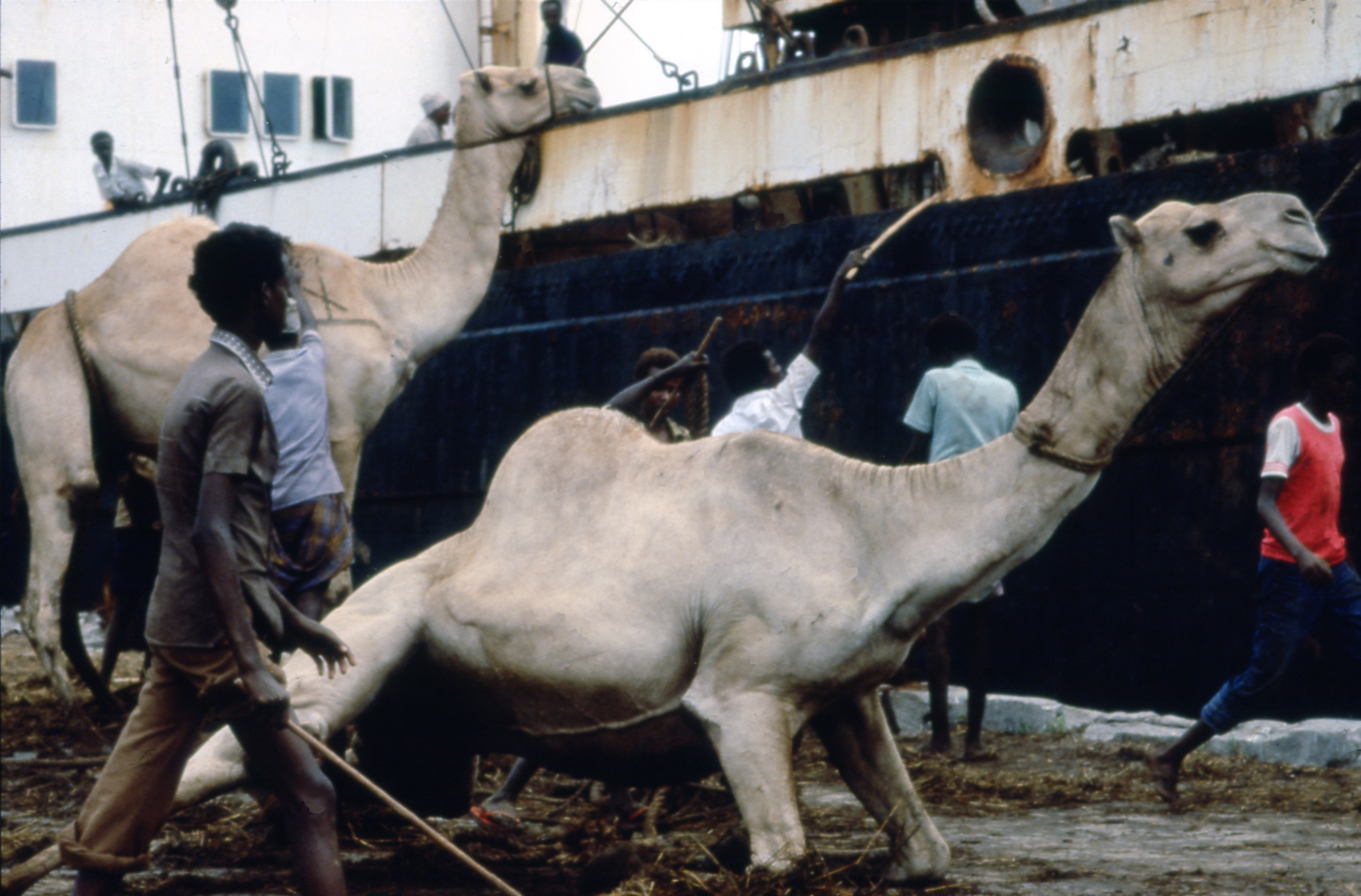 Love Letters From Somalia